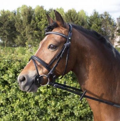 Hoofdstel LJ leathers diamond - Nena's Pets 