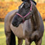 LeMieux neopreen Yard halster - Nena's Pets 