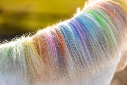 Lucky Horse Unicorn haarkrijt - Nena's Pets 
