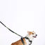 M-Pets Hiking Harness met nek gesp - Nena's Pets 