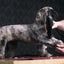 Moser Tondeuse Max 45 scheerkop 1 mm + 2 opzetkammen - Nena's Pets 