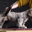 Moser Tondeuse Max 45 scheerkop 1 mm + 2 opzetkammen - Nena's Pets 
