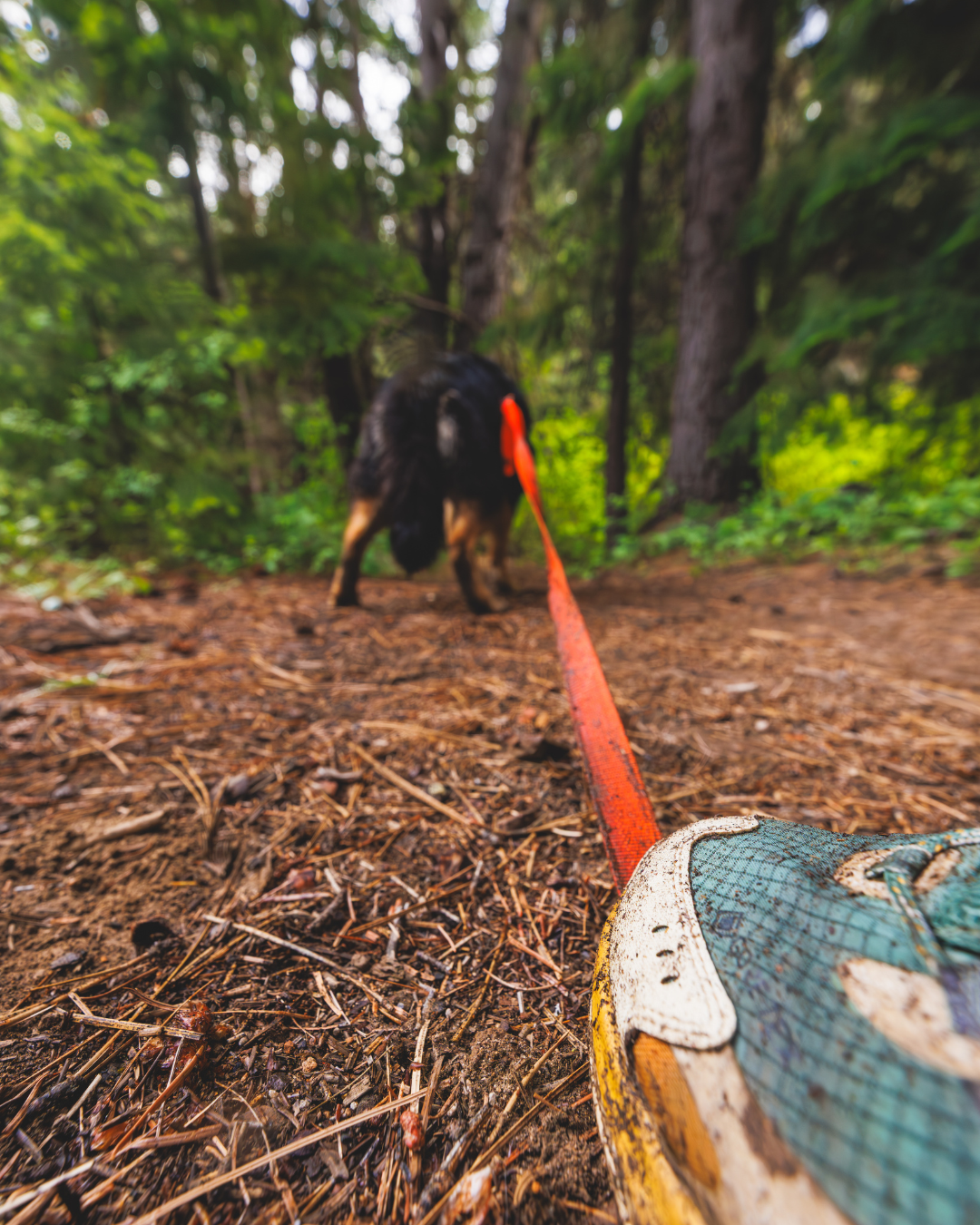 Ruffwear Rogue Long Line