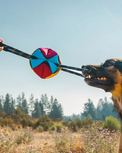 Ruffwear Webbing Remix Dog Tug Toy