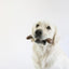 Pet Qwerks Flavorit - Nena's Pets 