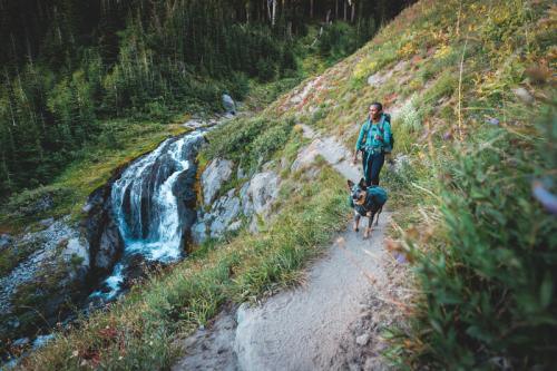 Ruffwear front range day pack - Nena's Pets 