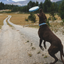 Ruffwear Camp Flyer