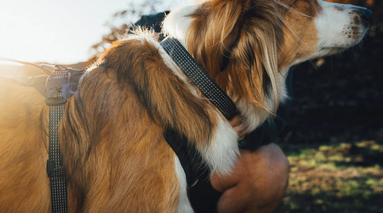 Ruffwear Ridgeline halsband