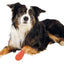 Trixie zelfklevende bandage 4stuks bittersmaak - Nena's Pets 