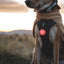 Ruffwear Timberline Fuse Fleece vest