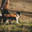 Ruffwear Overcoat Fuse Insulated Vest