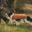 Ruffwear Overcoat Fuse Insulated Vest