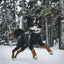 Ruffwear Powder Hound Waterproof insulated Coverall