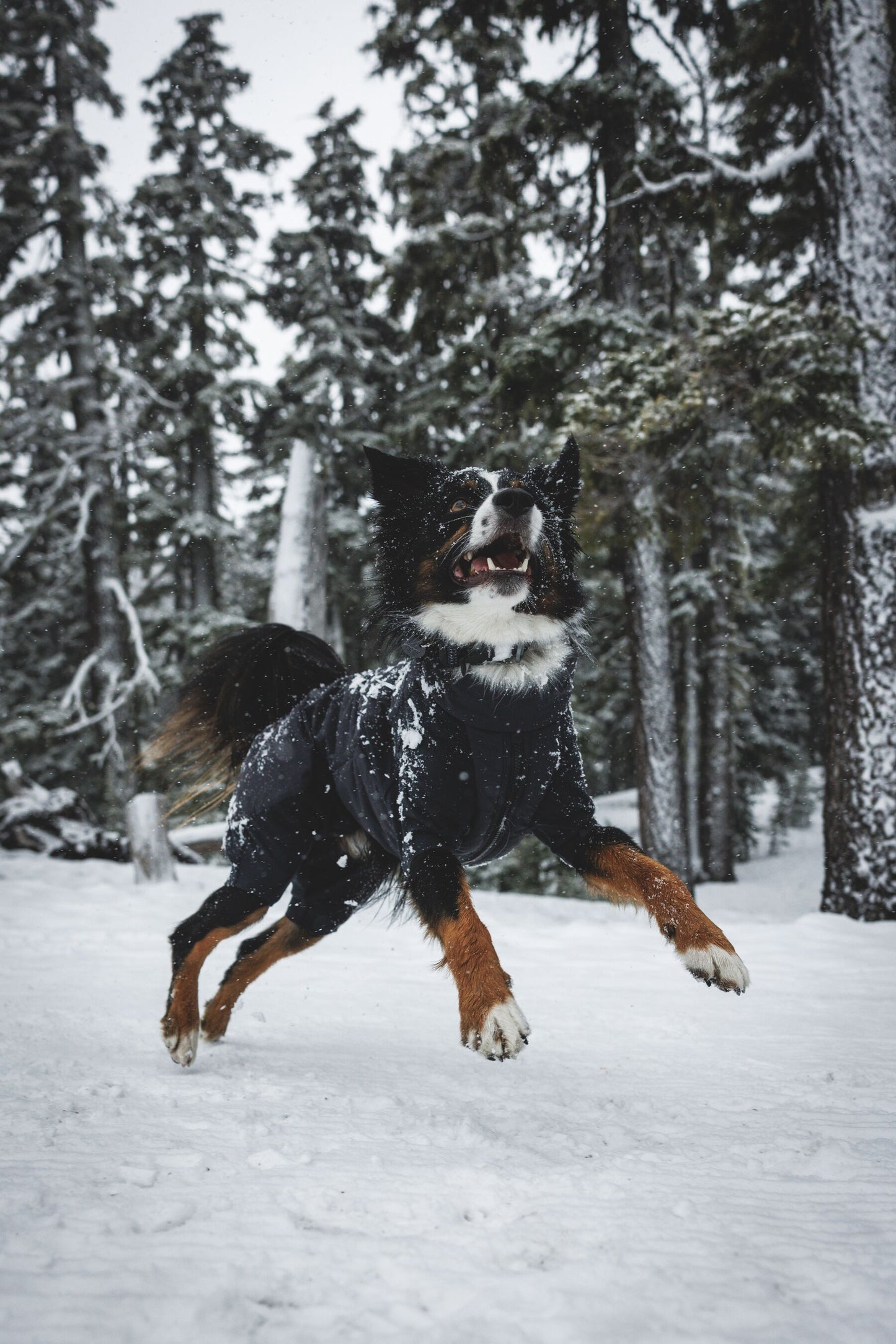 Ruffwear Powder Hound Waterproof insulated Coverall