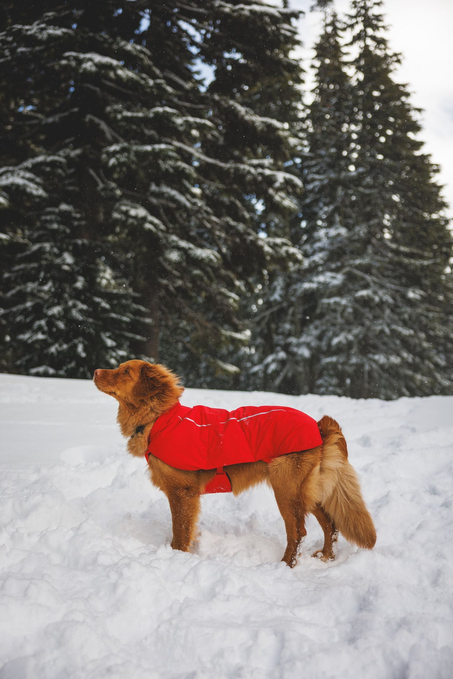 Ruffwear Powder Hound Waterproof Insulated Vest