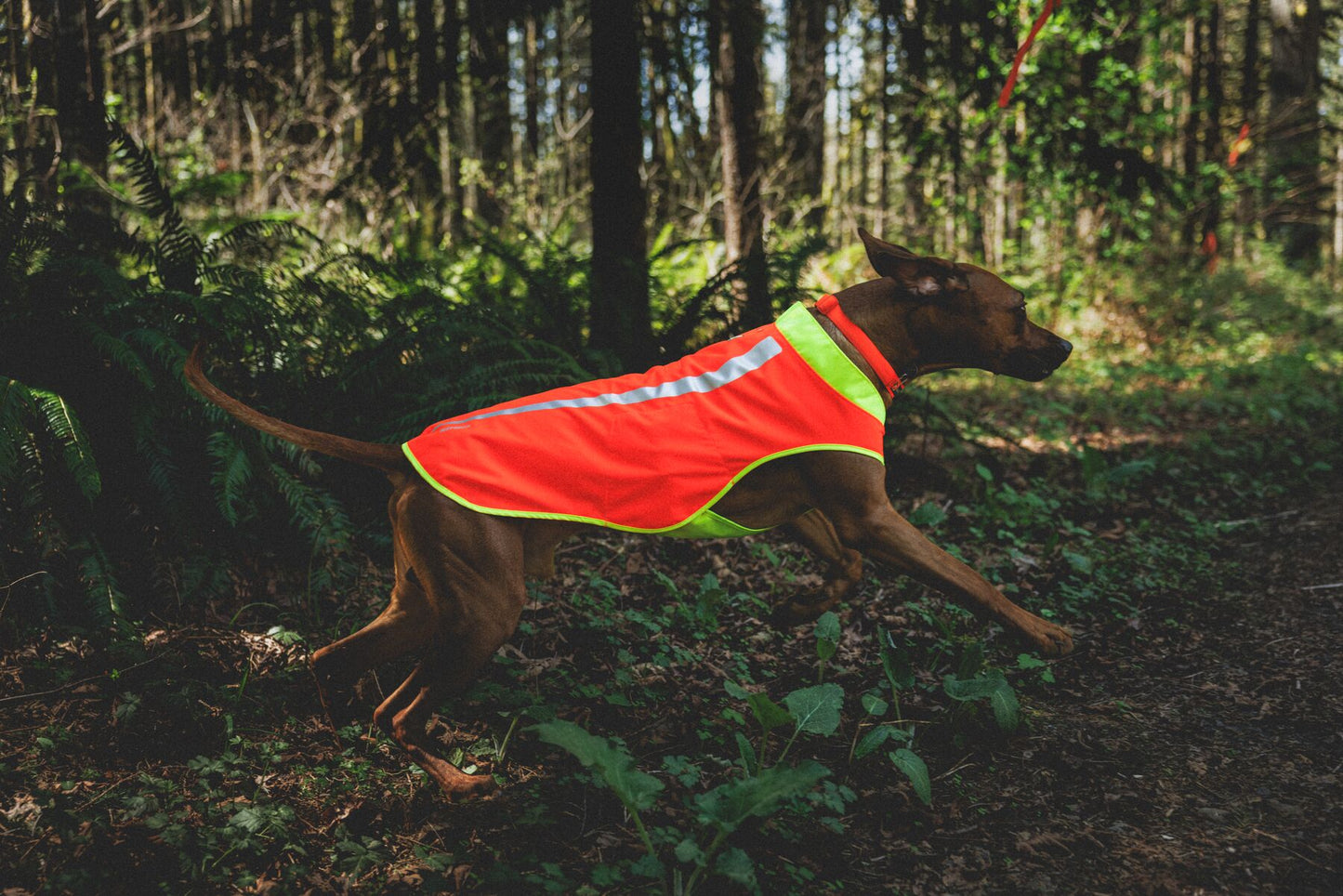 Ruffwear Lumenglow High-Vis Vest
