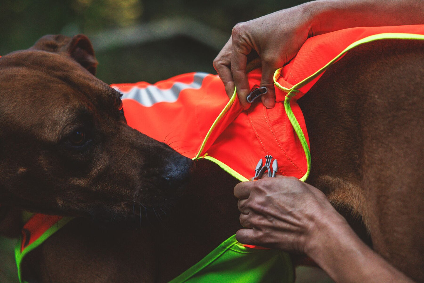 Ruffwear Lumenglow High-Vis Vest