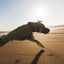 Ruffwear Climate Changer Fleece Vest