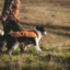 Ruffwear Overcoat Fuse Insulated Vest