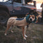 Ruffwear Mt. Hoodie™ Warming Neck Gaiter