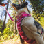 Ruffwear Front Range Harnas