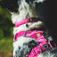 Ruffwear Front Range Harnas