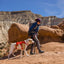 Webmaster Dog Harnass - Nena's Pets 