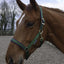 Bucas Dublin Halster - Nena's Pets 