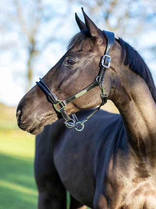 Lemieux Rope Control halster - Nena's Pets 