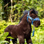 Lemieux Toy Pony´s verschillende soorten - Nena's Pets 