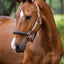 LeMieux Capella halster - Nena's Pets 