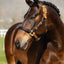 LeMieux Capella halster - Nena's Pets 