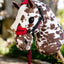 Lemieux Hobby Horse halster