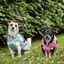 Bucas Freedom Dog Rug Regendeken