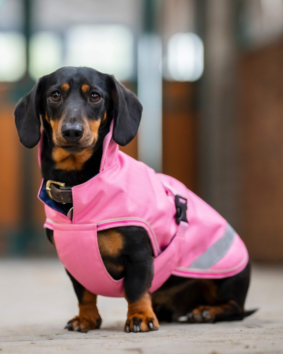 Bucas Freedom Dog Rug Regendeken