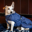 Bucas Cosy dog rug