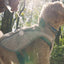 Ruffwear Swamp Cooler Cooling Dog Vest