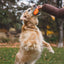Ruffwear Gnawt a Cone '25