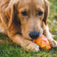 Ruffwear Gnawt a Cone '25