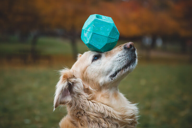 Ruffwear Gnawt a rock '25